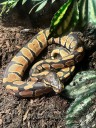 Baby Ball Python Found Sunbathing In Orrington, Maine