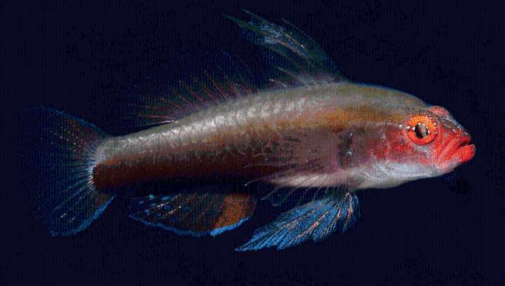New Dwarfgoby Species Discovered In Papua New Guinea Is (Mostly) Beautiful
