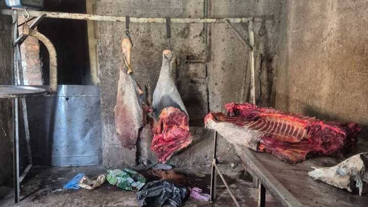 Descubrieron un foco de infección, faenaban equinos y vendían su carne en condiciones insalubres