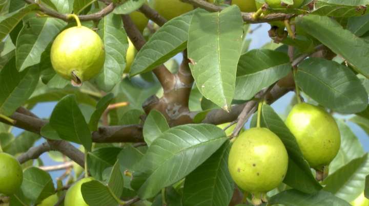 Buscan que Guayaba de Calvillo obtenga «Indicación Geográfica» del IMPI