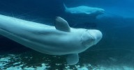 Marineland asks Ottawa for emergency cash to feed whales