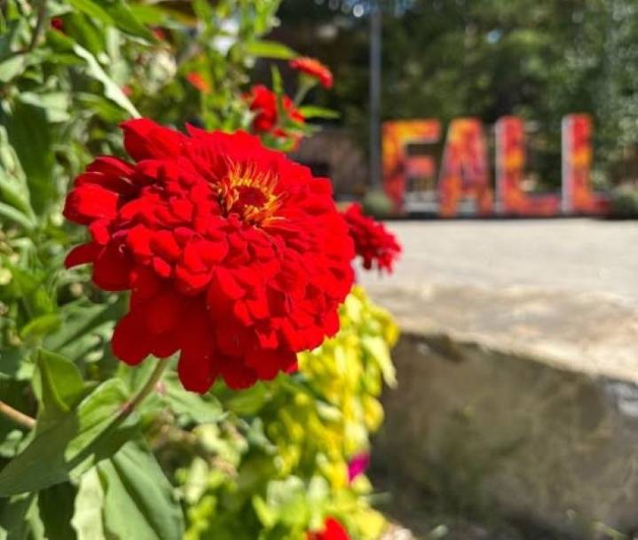 Town of Huntsville to share flowers with community