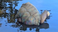 Turtle statue twice stolen from Annapolis museum