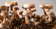 There's mushroom for improvement in fungal computing • The Register
