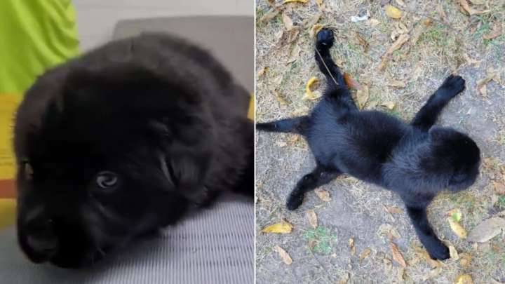Iowa Rescue Pup With Rare Disorder Defies Odds And Runs Into A New Life