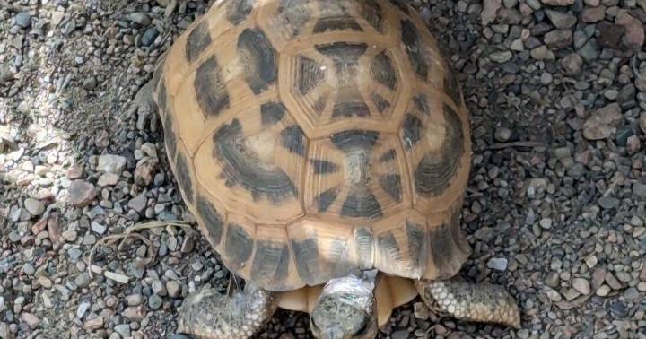 Stolen zoo tortoises found; FBI among those investigating