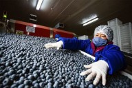 Piura impulsa el liderazgo del Perú en exportación de arándanos