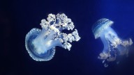 White Spotted Jellyfish: Cute Until They Become Invasive