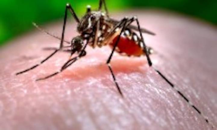 ¿Qué es el virus del chikungunya, que se transmite en EE.UU. por primera vez en años?