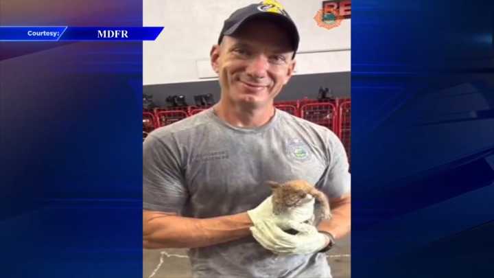 Fire crews rescue cat stuck inside car’s engine in NW Miami