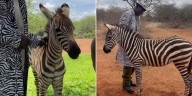 Cuidadores de santuario en Kenia se visten con abrigos rayados para reconfortar a cebra huérfana
