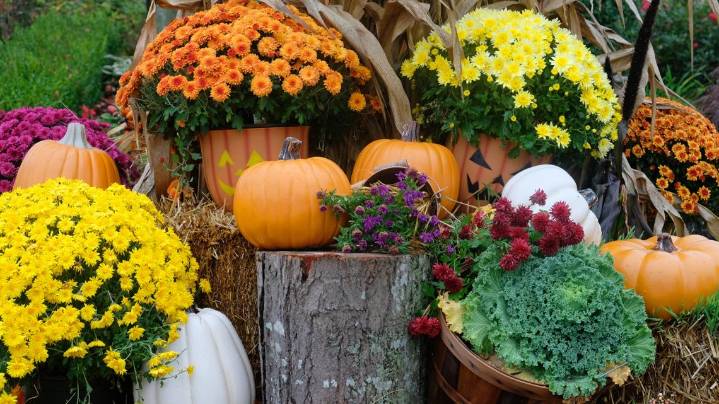 First frost hits Northeast Ohio: Which late-season plants will survive?