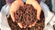 Behind Punjab farmer’s Rs. 2 crore turnover story, millions of earthworms, tonnes of cowdung: