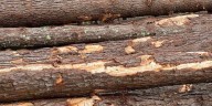 Log truck rollover reported on Hwy 3