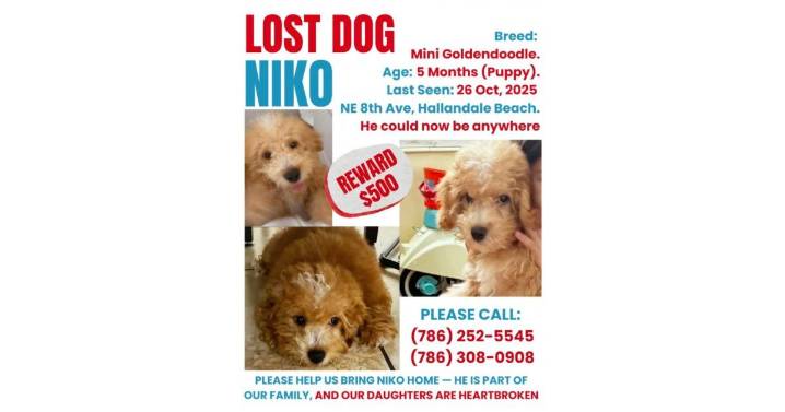 Vecinos y autoridades se unen para encontrar al cachorro Niko