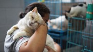 El Salvador's president seeks help in caring for country's thousands of stray dogs and cats