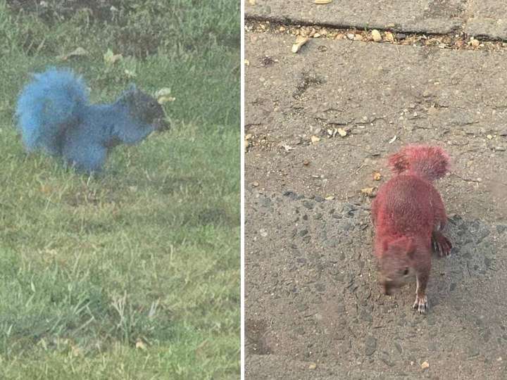 Colorful squirrels turn heads, an SUV ends up in the ocean, and lizards are rescued