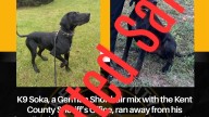 Soka, a Kent County K9 dog, escaped Sunday. How he was recaptured