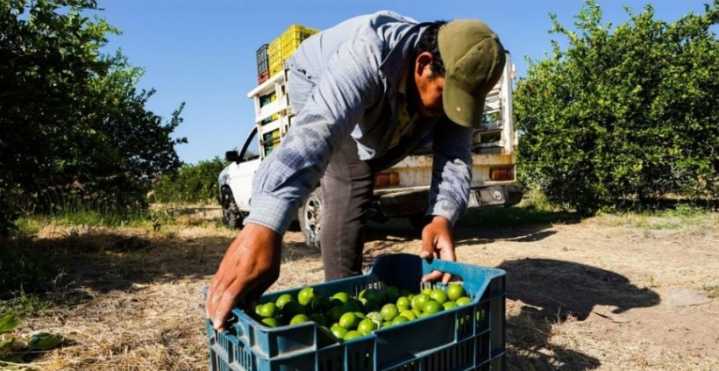 7 grupos criminales detrás de extorsionar a limoneros son identificados por el gobierno federal