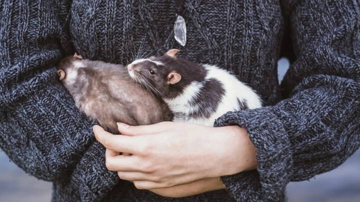 Cariñosas, listas, traviesas... Un estudio desvela la compleja personalidad de las ratas domésticas
