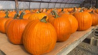 Pumpkin patches around the Tampa Bay area