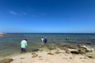 Yucatán crea nuevas zonas de refugio pesquero en Telchac Puerto y Chuburná