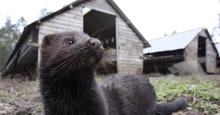 Bluffdale mink farm to remain closed after city rejects its application to reopen