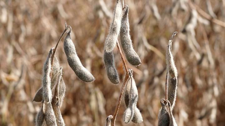 China agrees to purchase 25 million metric tons of U.S. soybeans annually, treasury secretary says
