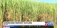 A Louisiana sugarcane farmer talks about the outlook for this year’s harvest