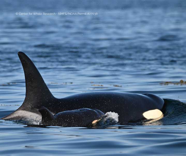 New orca calf brings hope to endangered J pod near Vancouver Island