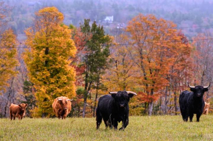 Dull fall colors near you? Why leaf-peeping season may be muted