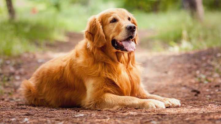 Pet registration fees waived by South Perth in bid to encourage ‘responsible’ pet owners