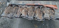 What makes a ‘good’ grouse season in Maine?