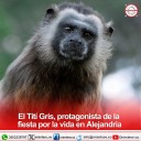 El Tití Gris, protagonista de la fiesta por la vida en Alejandría