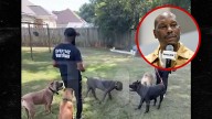 Tyrese Gibson's Dogs Run Around Friend's Backyard in New Video