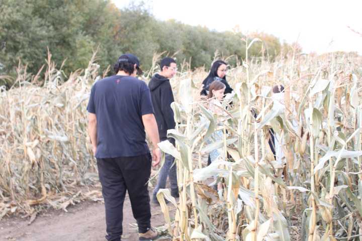 Haunted Corn Maze holding 14th Edition