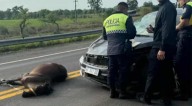 Concepcionense salvó su vida de milagro tras chocar contra un caballo suelto en la ruta 38