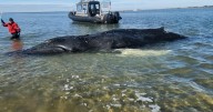 Young humpback whale dies after becoming beached in Long Beach Island, New Jersey