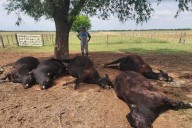“Un segundo, 10 millones de pesos”. El drama de un productor al que un rayo le mató seis animales