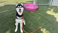 ‘Pause for Pets’: Take a moment to meet Jack!