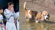 Ramsey, futbolista galés que juega en México, sumido en la tristeza por que su perrita se perdió en una guardería canina