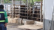 Dan ultimátum para el aretado animal