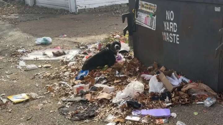 Abandoned Beside A Missouri Dumpster, Terrified Pup Struggles To Trust The Strangers Who Approach