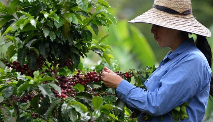 Récord histórico para el café colombiano en una subasta internacional virtual