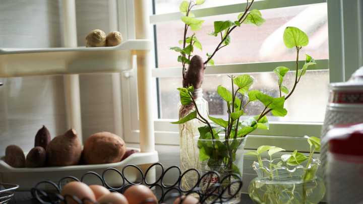 How To Grow Sweet Potatoes Indoors (& The Best Varieties To Try)