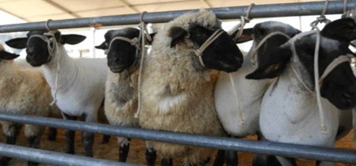 Expoferia Caprina y Ovina se realizará del 23 al 27 de octubre
