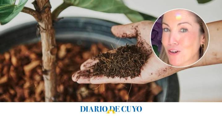 Lo que les puede estar faltando a tus plantas cuando no crecen