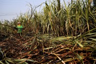Nkhotakota Man Arrested for Killing Neighbor Over Stolen Sugarcane