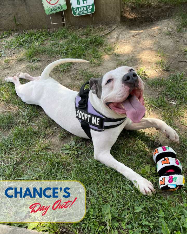 IACS Announces Doggy Day Out Program