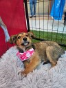 “Adopta, no compres”: Curicó vivirá una nueva jornada de adopción de mascotas este fin de semana